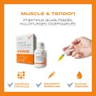 Vitaltier Nerve Complex