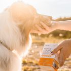 Vitaltier Nerve Complex