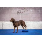 FitPaws Balance Disc 36 cm