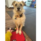 SAFE LASER 500 INFRA bérlése 30 napra